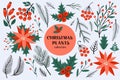 Christmas set of plants with flowers, spruce branches, leaves and berries. Collection of design elements with Christmas Royalty Free Stock Photo