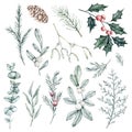 Christmas Set of snowberry, eucalyptus, spruce branch, rosemary twig, Mistletoe, dusty Miller, pine cone, ilex, holly