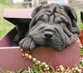 Christmas shar pei