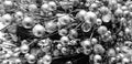 Christmas silver balls on twigs background