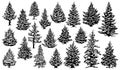 Christmas snowy pine trees. Xmas snow covered pine trees silhouettes, evergreen coniferous woods vector illustration set