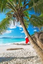 Christmas sock on palm tree at exotic tropical beach Royalty Free Stock Photo