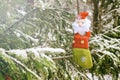 Christmas sock on the tree against the background of snow, all real. toy and santa stocking hanging on a branch covered with snow Royalty Free Stock Photo