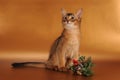 Christmas somali kitten Royalty Free Stock Photo