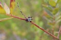 Christmas spider perched on a twig of a tree branch against a blurred background of nature Royalty Free Stock Photo