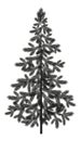 Christmas spruce fir tree silhouette
