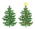 Christmas spruce fir trees with ornaments