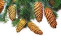 Christmas spruce twigs and cones on white