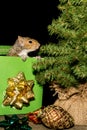 Christmas Squirrel