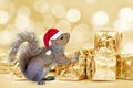 Christmas squirrel with a Santa hat and golden presents bokeh lights background