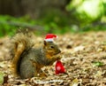 Christmas squirrel