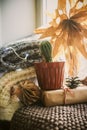 Christmas star carved by hand on a windowsill next to a cactus in a pot. cozy zero waste Christmas with recycled decor Royalty Free Stock Photo