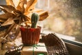 Christmas star carved by hand on a windowsill next to a cactus in a pot. cozy zero waste Christmas. Soft knitted scarves Royalty Free Stock Photo