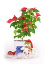 Christmas star gift box flowerpot Royalty Free Stock Photo