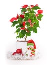 Christmas star gift box flowerpot Royalty Free Stock Photo