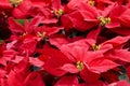 Christmas Star (plant) Royalty Free Stock Photo