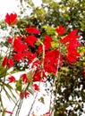 Christmas star plant Royalty Free Stock Photo