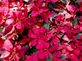 Christmas star  poinesettia  dark green leaves  when cool weather the shoots turn deep red. Royalty Free Stock Photo