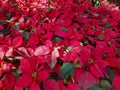 Christmas star  poinesettia  dark green leaves  when cool weather the shoots turn deep red. Royalty Free Stock Photo