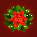 Christmas Star-poinsettia with fir branches. Royalty Free Stock Photo