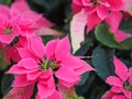 Christmas star, poinsettia green and pink leaves tree blooming in garden nature background Royalty Free Stock Photo