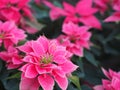 Christmas star, poinsettia green and pink leaves tree blooming in garden nature background Royalty Free Stock Photo