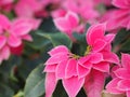 Christmas star, poinsettia green and pink leaves tree blooming in garden nature background Royalty Free Stock Photo