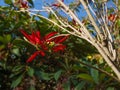 Christmas Star. Poinsettia symbol of Christmas. Red flower of Euphorbia Royalty Free Stock Photo