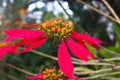 Christmas Star. Poinsettia symbol of Christmas. Red flower of Euphorbia Royalty Free Stock Photo