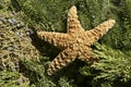Christmas Starfish