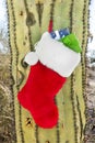 Christmas stocking on cactus Royalty Free Stock Photo