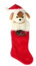 Christmas stocking with dog Royalty Free Stock Photo