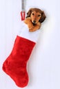 Christmas stocking puppy Royalty Free Stock Photo