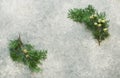 Christmas background with evergreen twigs