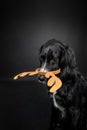 Black dog with reindeer antlers that slipped onto her nose on a black background.