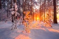 Christmas sunlight in forest. Fir trees covered with frost with evening sunshine in forest. Winter landscape. Winter nature with