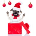 Christmas surprise dog Royalty Free Stock Photo