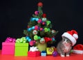 Christmas tabby kitten wearing santa hat by miniature tree Royalty Free Stock Photo