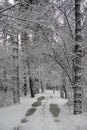 Christmas tale. Winter snowy pine forest. Beautiful view. Royalty Free Stock Photo