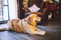 Christmas theme and pets. An adult Golden Oetriver dog licks near the window on New Year`s holidays. Labrador purebred Royalty Free Stock Photo