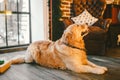 Christmas theme and pets. An adult Golden Oetriver dog licks near the window on New Year`s holidays. Labrador purebred Royalty Free Stock Photo