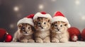 Christmas tigers in santa costume. festive holiday animal. Royalty Free Stock Photo