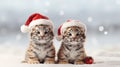 Christmas tigers in santa costume. festive holiday animal. Royalty Free Stock Photo