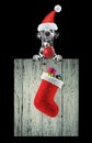 Christmas time with cute dalmatian dog. Isolated on black Royalty Free Stock Photo