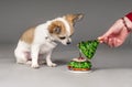 Christmas toy, chihuahua puppy and woman hand