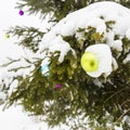 Christmas toy with icicle covered with snow hanging on spruce Royalty Free Stock Photo