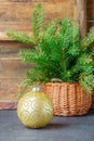 Christmas toys. Colorful ball and Christmas tree branch in basket. The vintage style Royalty Free Stock Photo