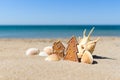 Christmas toys next to a large beautiful shell and many small white shells on the seashore. Royalty Free Stock Photo