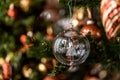 Christmas transparent ball hanging on pine branches with festive background Royalty Free Stock Photo