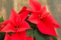 Christmas tratition flower Royalty Free Stock Photo